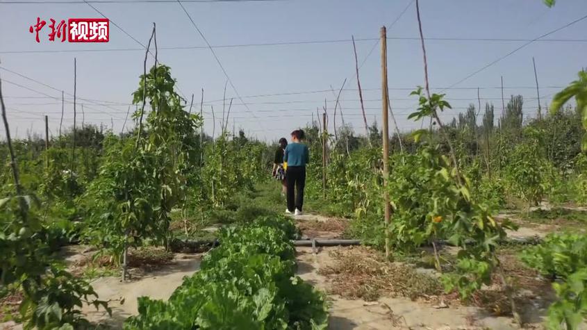 新疆南部露天種植百香果獲成功