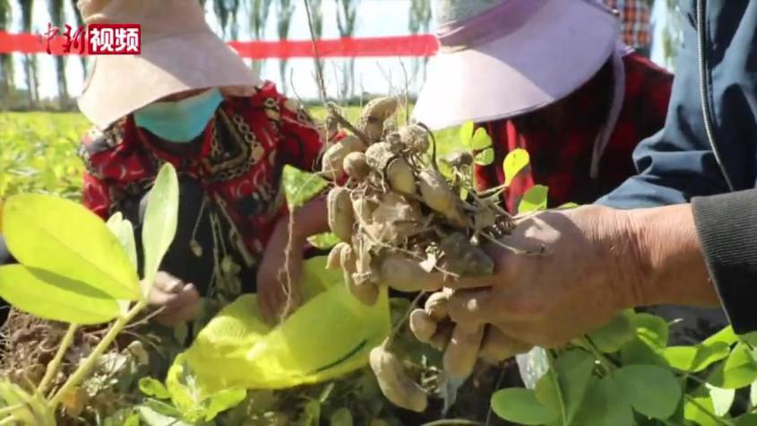 新疆花生鮮莢畝產再創新高 約1500多公斤