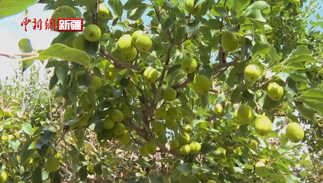 新疆新和縣：4700畝香梨進入收獲期