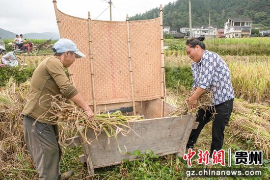 图为9月26日黄都东山坝区村民正在打稻谷。杨威摄