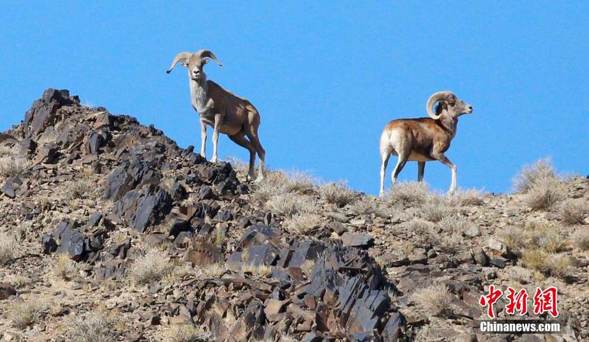 新疆哈密：野生动物逐年增多