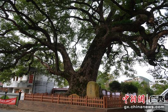 广西富川瑶族自治县朝东镇龙归村龙归屯1400年樟树。