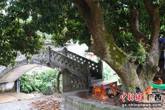 钦州市浦北县一马当先，争创选认乡愁树典型示范县。