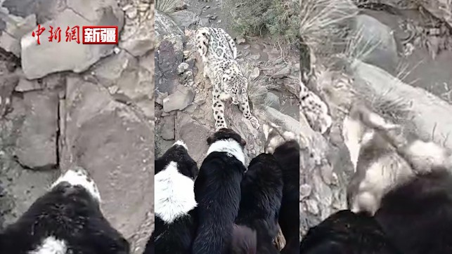 新疆庫車：雪豹下山與六只牧羊犬對峙三分鐘