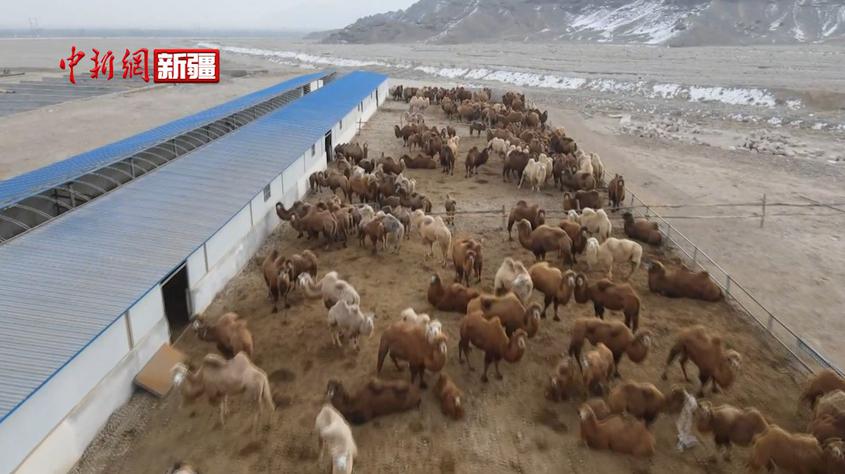 新疆烏什：擠奶器補貼項目為奶業發展添“智”提質