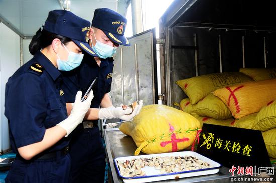 南宁海关所属东兴海关关员尹振强、谢雨杏正根据指令对进口的食用水生动物进行查验。