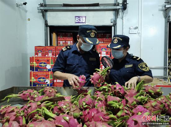 在广西凭祥浦寨货物监管中心，南宁海关所属友谊关海关关员黄笙荣、方志坚守在岗对进口的火龙果实施查验。