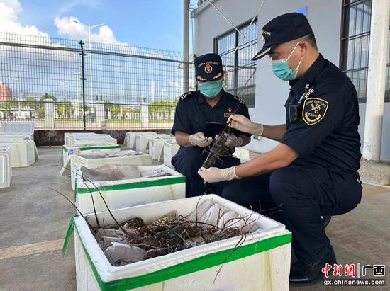 图为南宁海关所属南宁吴圩机场海关关员钟昌成、韦宏强在岗查验进口龙虾。