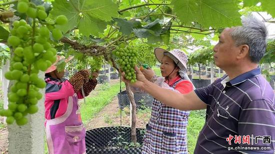 良兴村阳光玫瑰葡萄种植园内，农户正在采收葡萄。自治区党委统战部供图