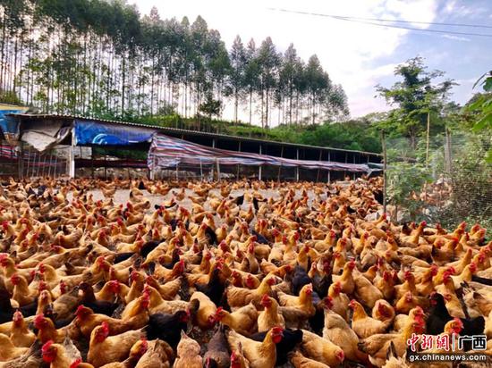 东安村肉鸡养殖园。    自治区党委统战部供图