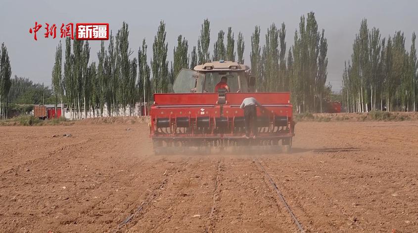 新疆阿克蘇市：34萬余畝冬小麥播種全面展開