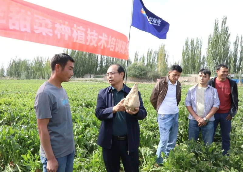 新疆喀什地區伽師甜菜即將采收 技術人員上門指導