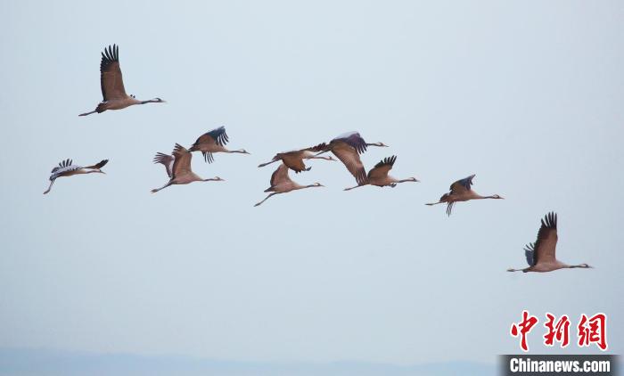新疆巴里坤草原迎來候鳥遷徙“先頭部隊” 上萬只候鳥抵達