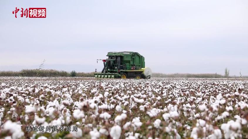 新疆瑪納斯縣74萬畝棉花豐收 機械化采收節本增效