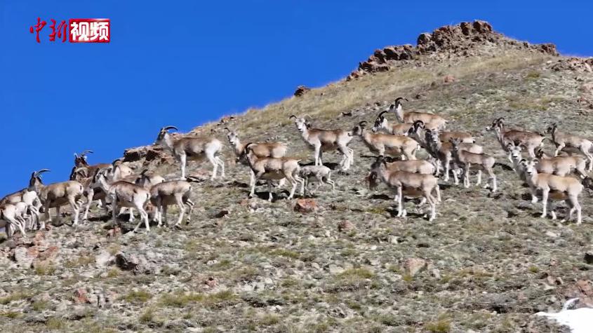 北山羊密集現身新疆南部山區