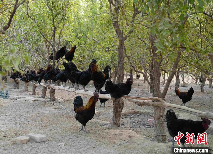 （鄉村行·看振興）新疆阿拉爾：同鳴“致富曲” 林下經濟顯成效