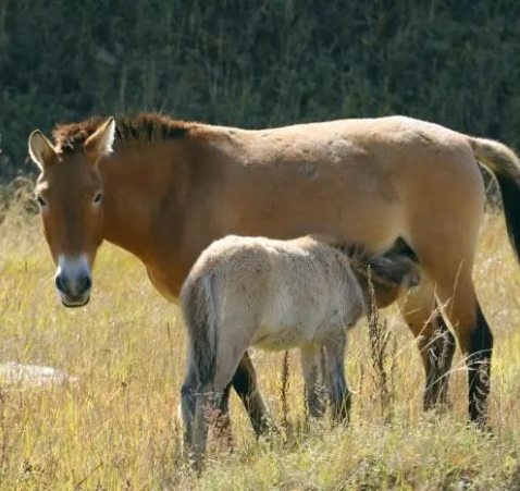 新疆普氏野馬首次在內蒙古繁殖成功！