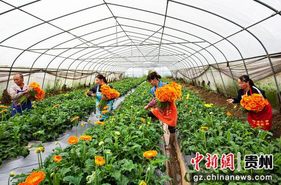 2023年10月8日，村民在贵州省黔西市洪水镇长堰社区鲜花种植基地采摘非洲菊。