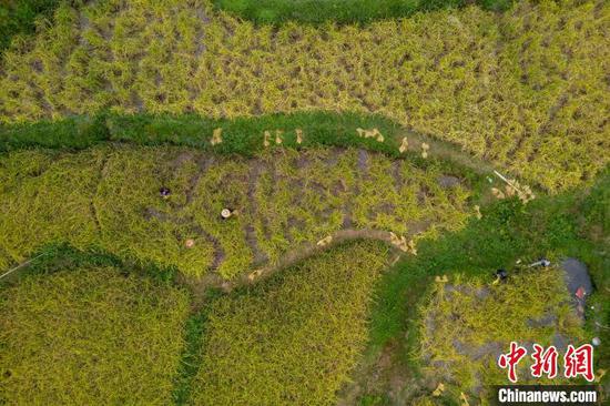 贵州省从江县往洞镇农民在收割糯稻谷(无人机照片)。吴德军 摄