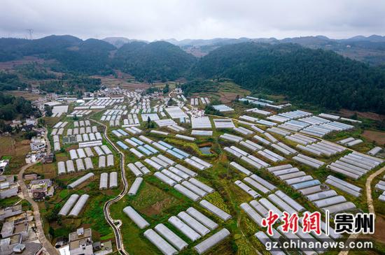 2023年10月8日拍摄的贵州省黔西市洪水镇长堰社区鲜花种植基地一角（无人机照片）。