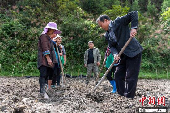 贵州省从江县往洞镇农民在进行油菜育苗。吴德军 摄