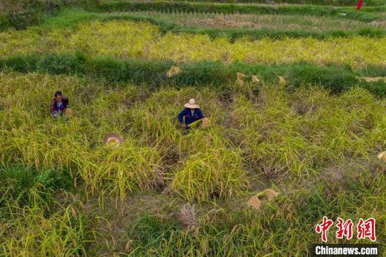 贵州省从江县往洞镇农民在收割糯稻谷。吴德军 摄