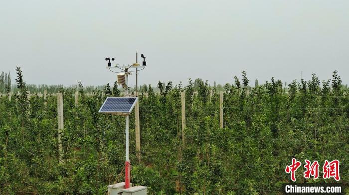 （鄉村行·看振興）新疆阿拉爾：高標準示范園引領蘋果產業高質量發展