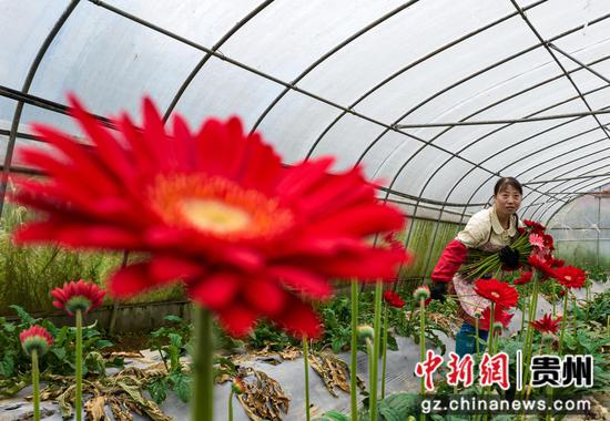 2023年10月8日，村民在贵州省黔西市洪水镇长堰社区鲜花种植基地采摘非洲菊。