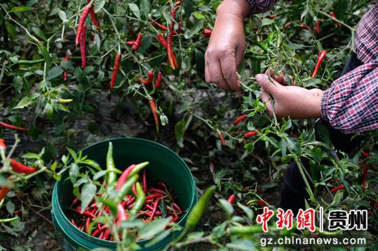 10月8日，在贵州省黔东南苗族侗族自治州施秉县白垛乡，当地群众忙着采摘辣椒。