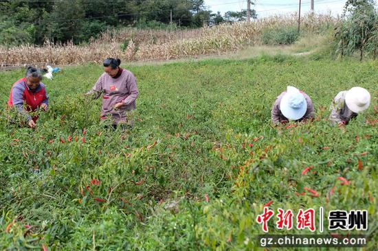 10月8日，在贵州省黔东南苗族侗族自治州施秉县白垛乡，当地群众忙着采摘辣椒。
