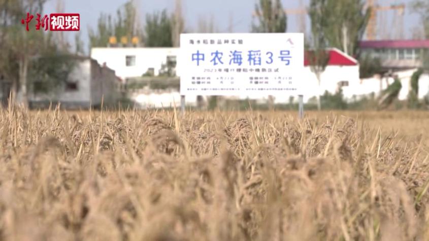 華文新媒體近觀新疆稻田：海水稻種植技術值得學習