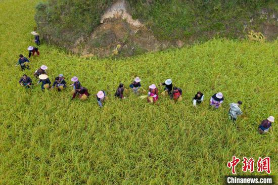 村民在贵州省从江县高增乡建华村采收香禾糯稻谷（无人机照片）。吴德军 摄