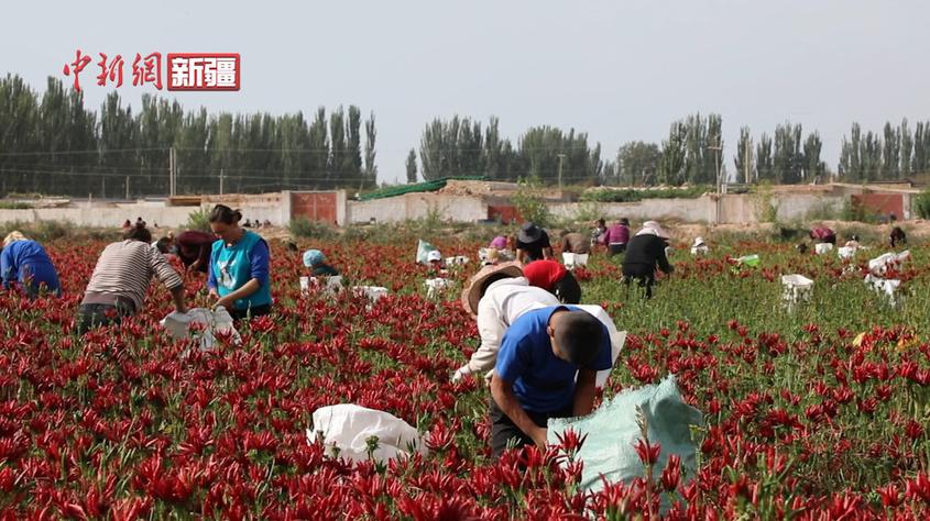 新疆庫車市：辣椒豐收 助力農民增收致富