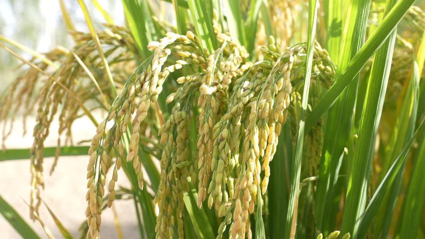  二二五团3000余亩水稻进入成熟期 丰收在望