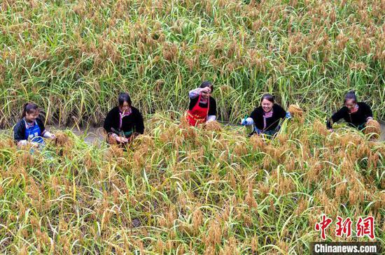 村民在贵州省从江县高增乡建华村采收香禾糯稻谷。吴德军 摄