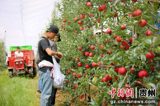 果农正忙着采收苹果。何欢 摄
