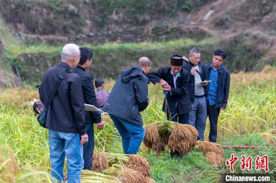 农技人员在贵州省从江县高增乡建华村现场测产香禾糯稻谷。吴德军 摄