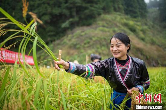 村民在贵州省从江县高增乡建华村采收香禾糯稻谷。吴德军 摄