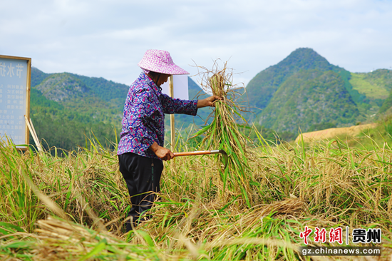 农户正在收割水稻