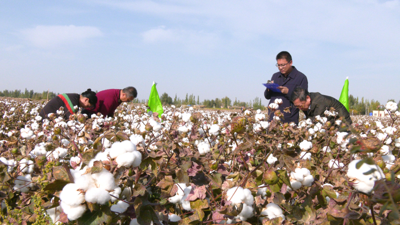 棉花增产近三成！伽师县暗管排水排盐综合技术效果显著