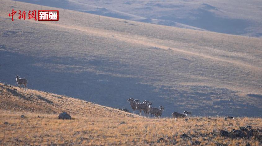 國家二級保護動物盤羊現身新疆阿勒泰山區