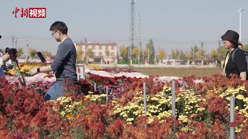 新疆農博園千種菊花盛開迎客