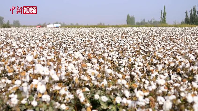 新疆喀什地區六百余萬畝棉花迎采收