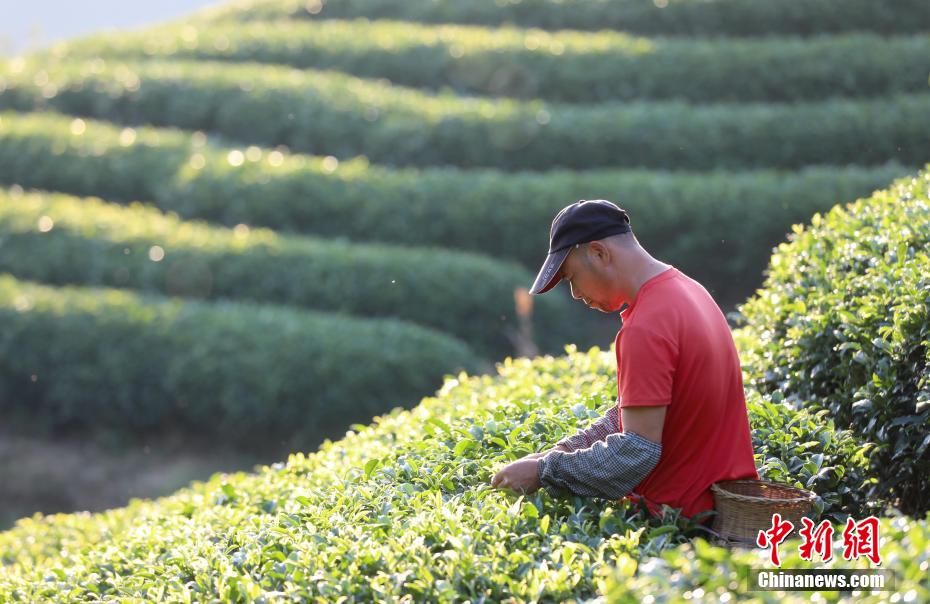 图为一名茶农在仙人山茶园采摘秋茶。龚普康 摄