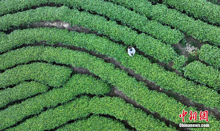 图为茶农在仙人山茶园采摘秋茶。龚普康 摄
