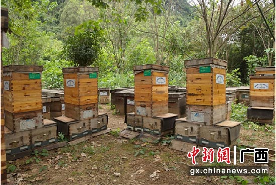 图为成熟蜜生产示范蜂场。
