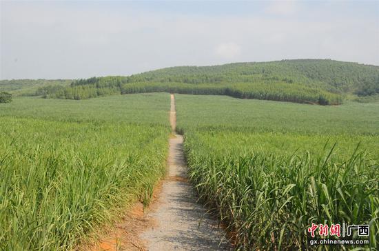 图为该行支持的崇左市江州区5.6万亩“双高”（高产高糖）糖料蔗基地项目