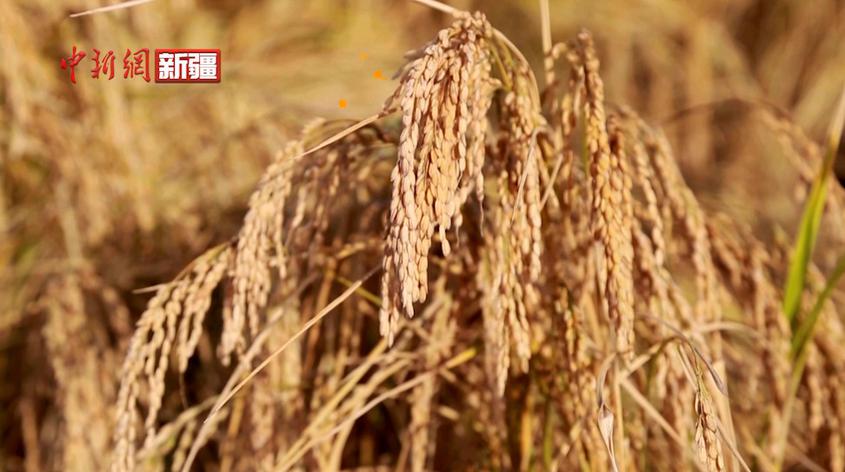 中國首個萬畝連片耐鹽堿水稻示范田創造高產紀錄