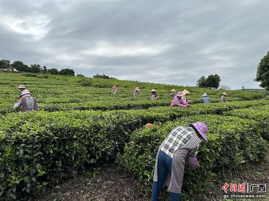 图为工作人员采茶忙。     武鸣区委宣传部供图