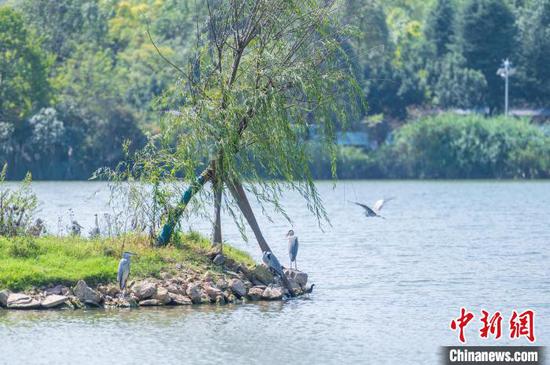 数只灰鹭在贵阳市观山湖公园湖中小岛栖息。唐哲 摄